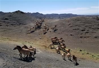 View of wild horses in NW China's Xinjiang