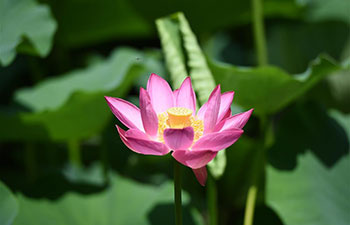 Scenery of lotus flower in China's Inner Mongolia