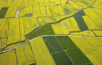 Aerial view of cole flowers in northwest China's Gansu