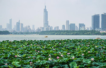 Lotus flowers at Xuanwu Lake Park in Nanjing, China's Jiangsu