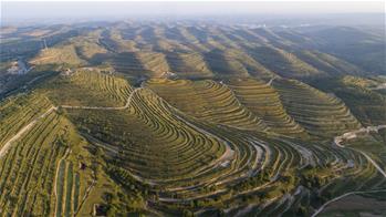 Scenery of terraced field in Pengyang County, China's Ningxia