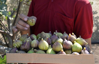 Figs harvested in Gaza City