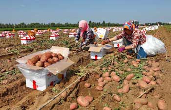 Farmers harvest early potatoes in north China's Hebei Province
