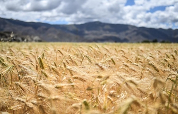 Scenery of highland barley field in Bainang County, China's Tibet