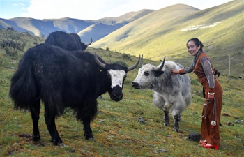 Yak milk ice cream brings more income to SW China's herdsmen