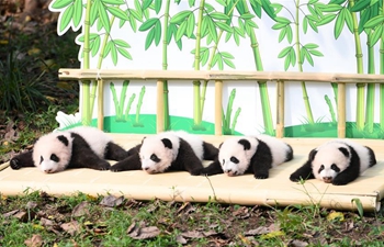 4 giant panda cubs make public debut in southwest China city