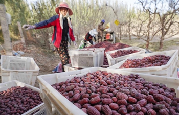 Red jujube enters harvest season in Ruoqiang, Xinjiang
