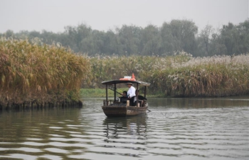 Late autumn, best time to view reed flowers in Xixi National Wetland Park
