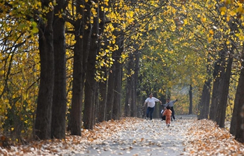 Autumn scenery in Sanshigang Town of Hefei, E China's Anhui