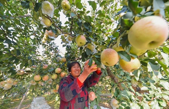 Farmers usher in harvesting season of apples in N China's village