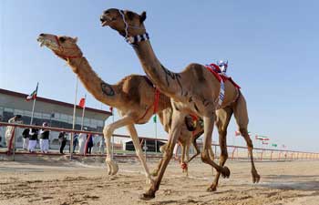 Camel Racing Tournament held in Kuwait