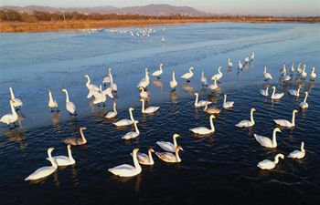 Guanting reservoir becomes transit place, habitat for migratory birds
