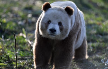 Rare brown and white giant panda Qizai seen at Qinling research base in Xi'an
