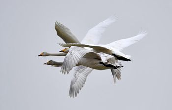 Wild swans seen at wetland in Pinglu, China's Shanxi
