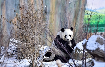 Giant pandas play in snow at Xining Panda House in NW China