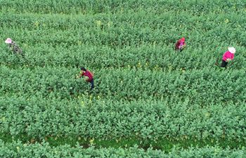 Villagers in Hunan return to work during spring ploughing season