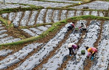 Agricultural production underway in Guizhou