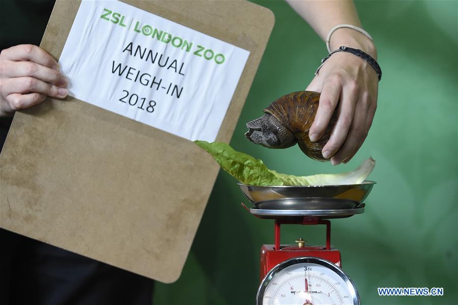 BRITAIN-LONDON-ZSL LONDON ZOO ANNUAL WEIGH-IN