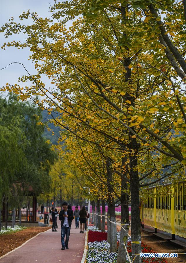 CHINA-ZHEJIANG-CHANGXING-FLOWER (CN)