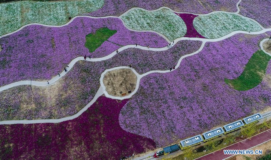 CHINA-ZHEJIANG-CHANGXING-FLOWER (CN)