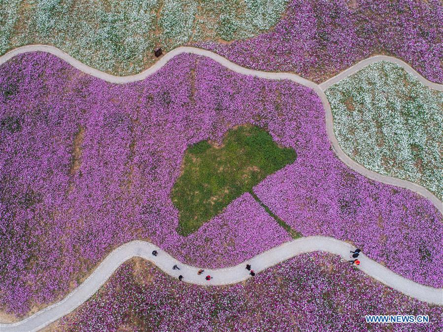 CHINA-ZHEJIANG-CHANGXING-FLOWER (CN)