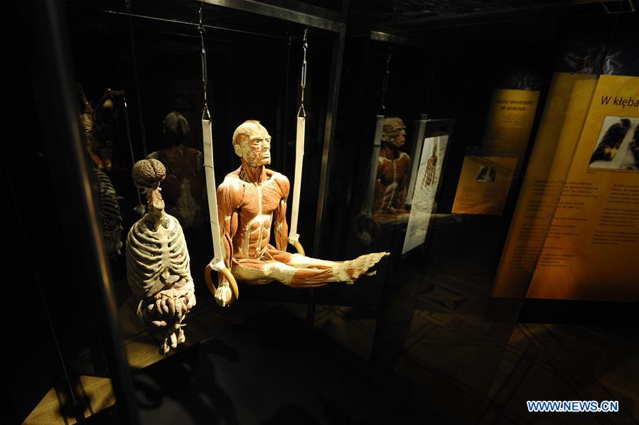 Body Worlds exhibition held at Palace of Culture and Science in Warsaw