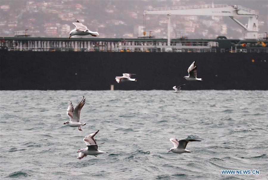 TURKEY-ISTANBUL-DAILY LIFE-SEAGULL 