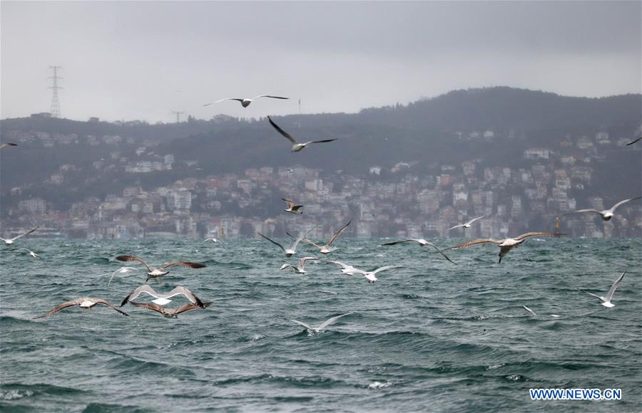 TURKEY-ISTANBUL-DAILY LIFE-SEAGULL 