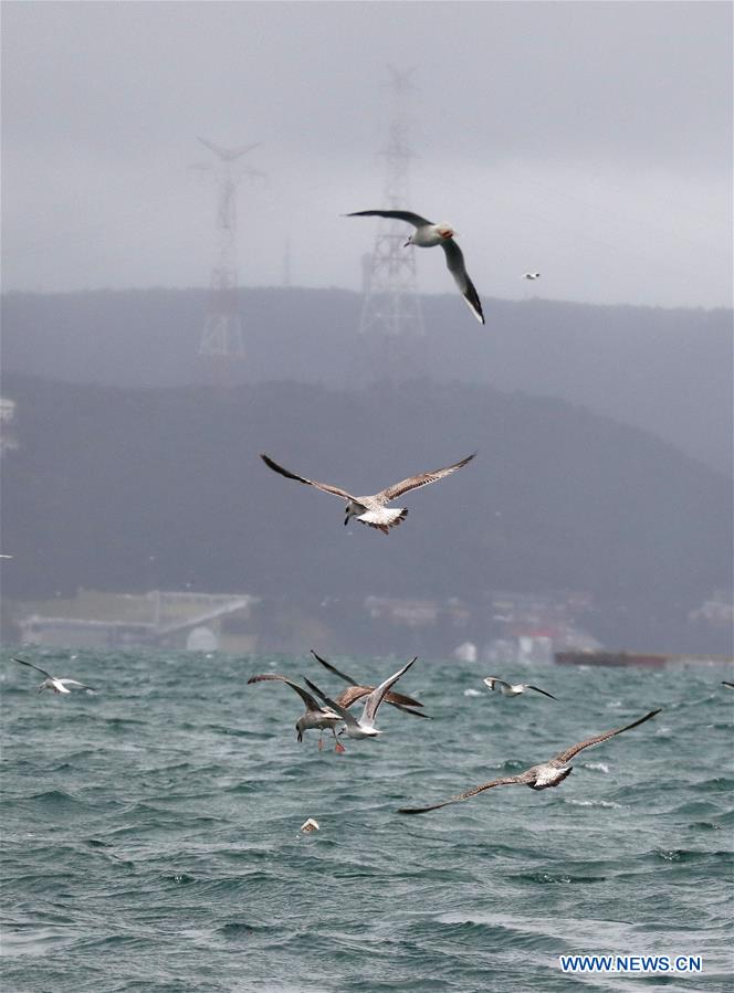 TURKEY-ISTANBUL-DAILY LIFE-SEAGULL 