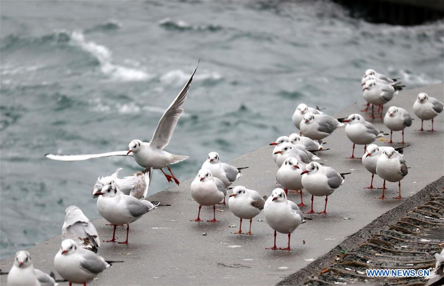 TURKEY-ISTANBUL-DAILY LIFE-SEAGULL 
