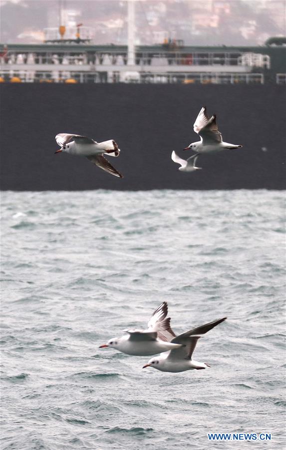 TURKEY-ISTANBUL-DAILY LIFE-SEAGULL 