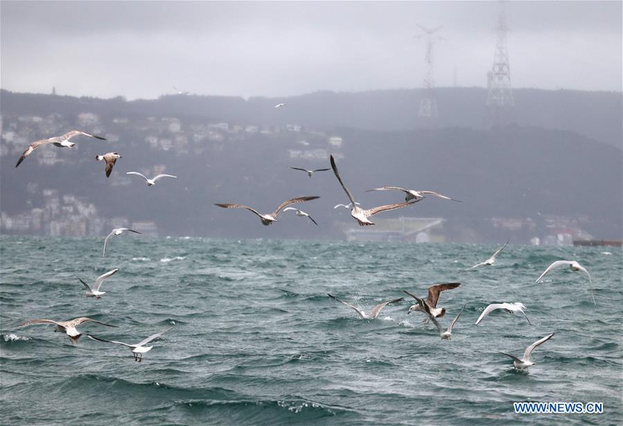 TURKEY-ISTANBUL-DAILY LIFE-SEAGULL 