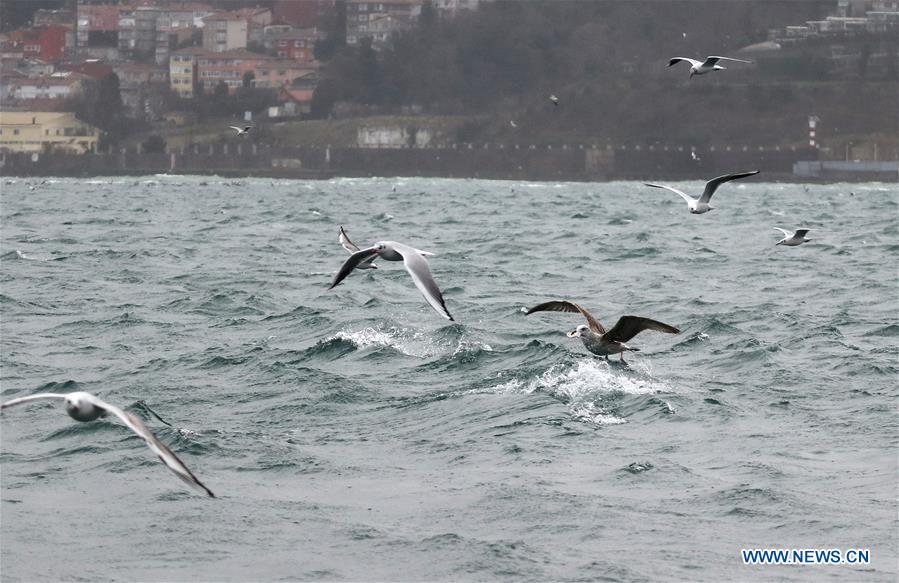 TURKEY-ISTANBUL-DAILY LIFE-SEAGULL 