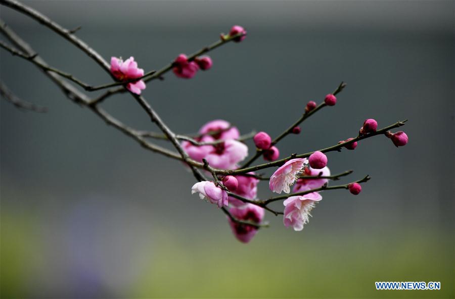 #CHINA-XUANEN-PLUM FLOWERS (CN)