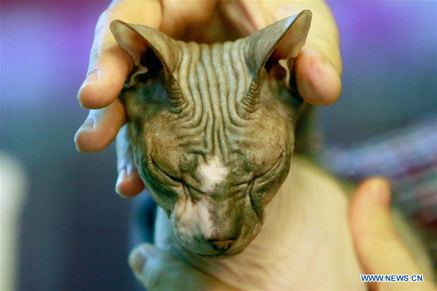 ROMANIA-BUCHAREST-FELINE CONTEST