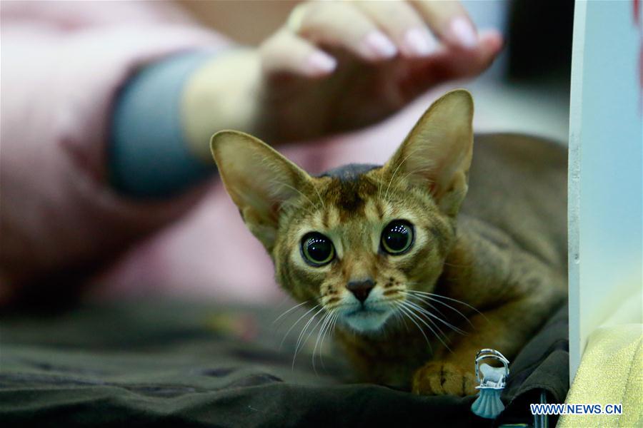 ROMANIA-BUCHAREST-FELINE CONTEST