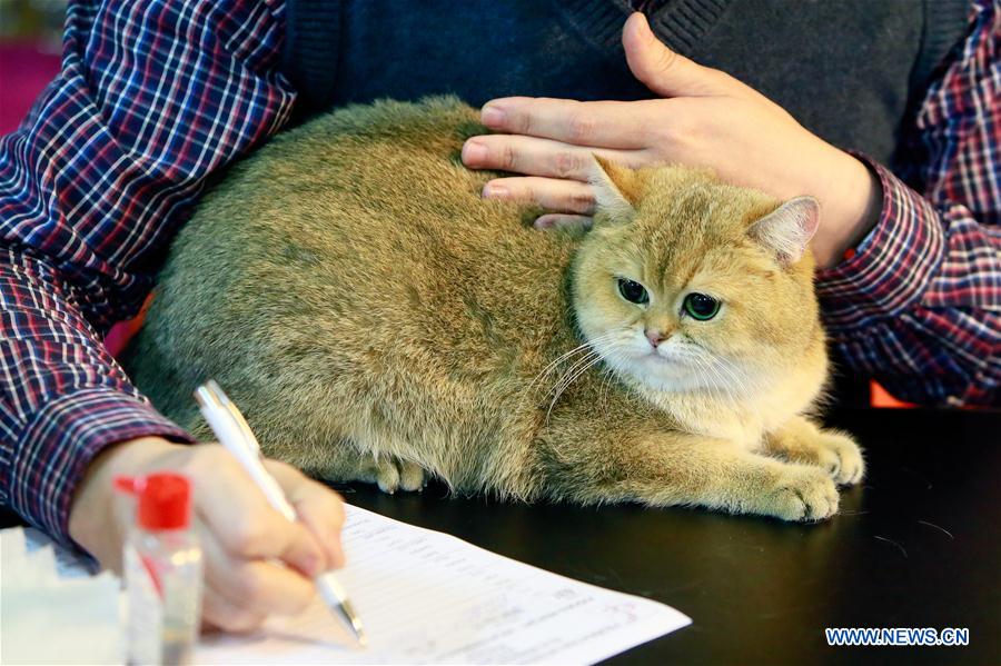 ROMANIA-BUCHAREST-FELINE CONTEST