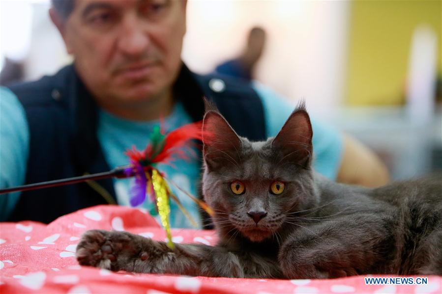 ROMANIA-BUCHAREST-FELINE CONTEST