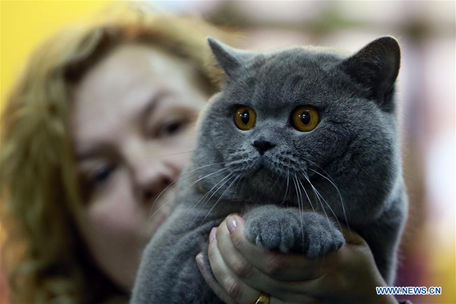 ROMANIA-BUCHAREST-FELINE CONTEST