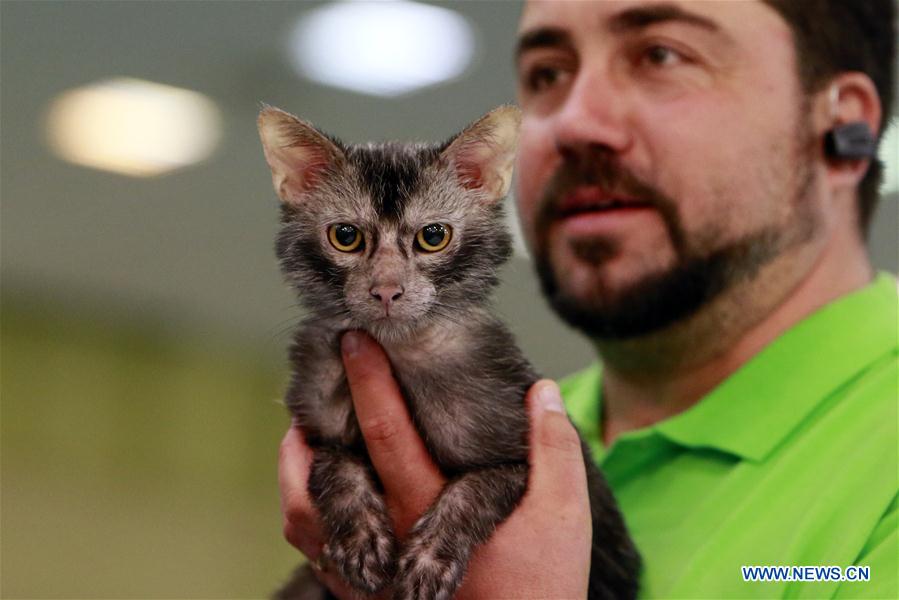 ROMANIA-BUCHAREST-FELINE CONTEST