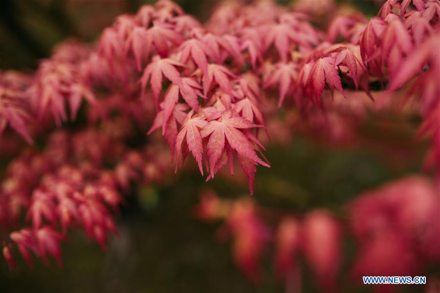 BELGIUM-HASSELT-JAPANESE GARDEN