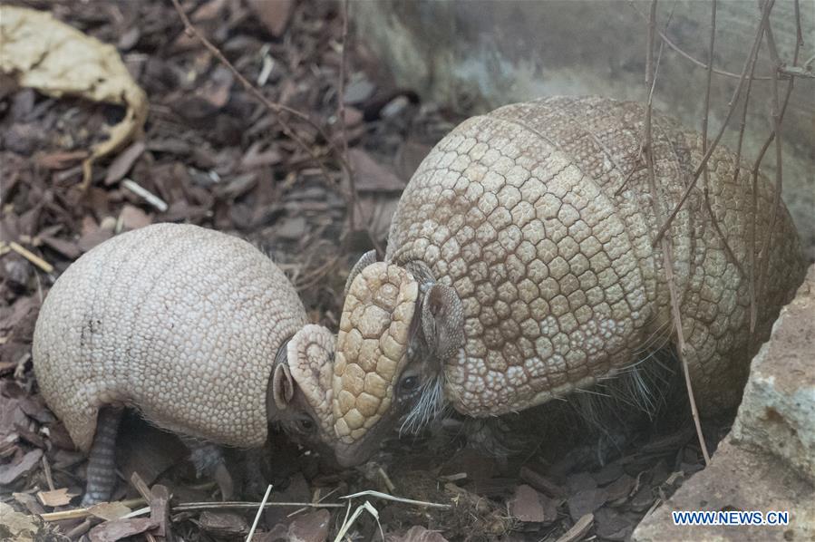 HUNGARY-BUDAPEST-ZOO-BABY ARMADILLO