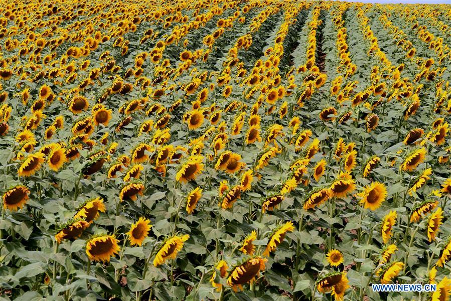UKRAINE-ODESSA-SUNFLOWERS