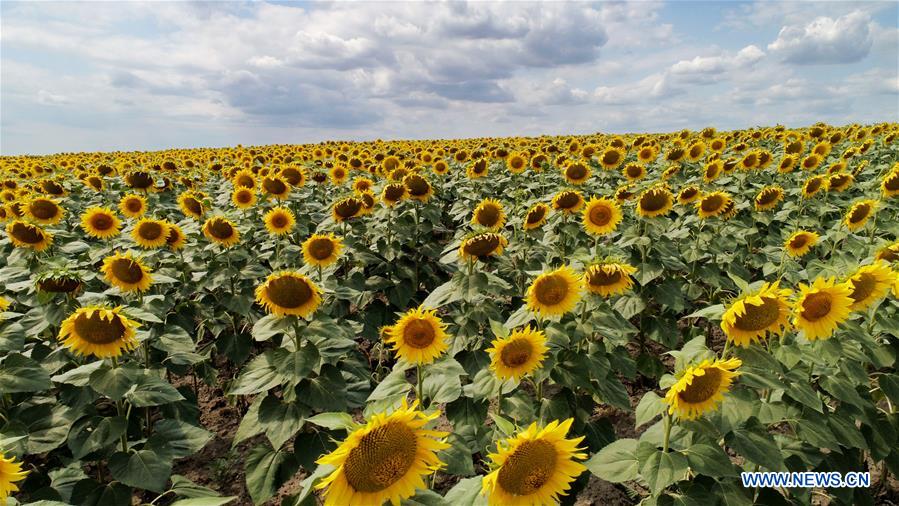 UKRAINE-ODESSA-SUNFLOWERS