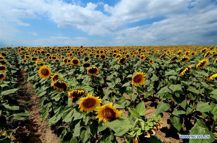 UKRAINE-ODESSA-SUNFLOWERS