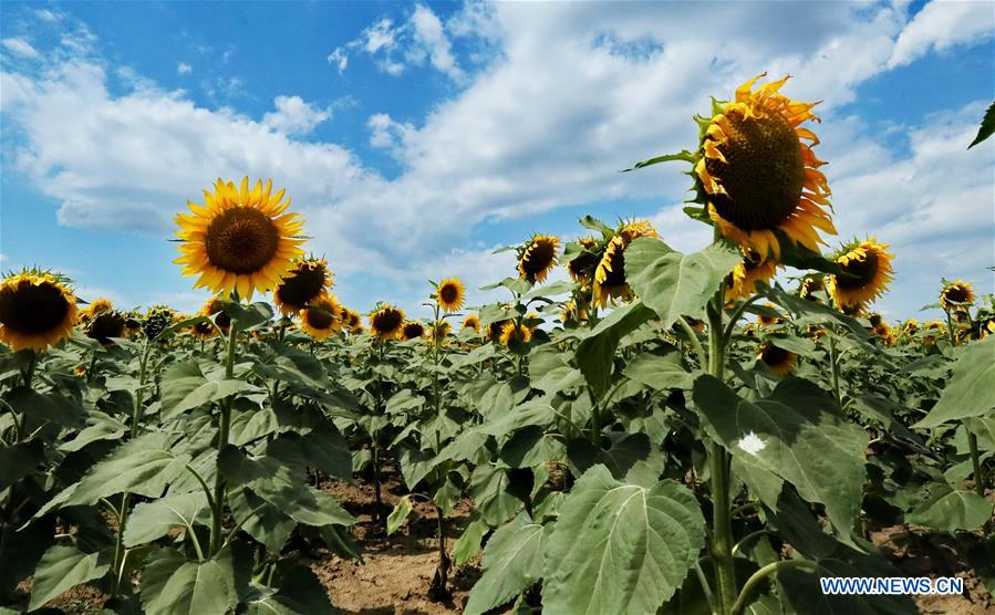 UKRAINE-ODESSA-SUNFLOWERS