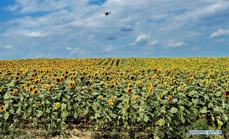UKRAINE-ODESSA-SUNFLOWERS