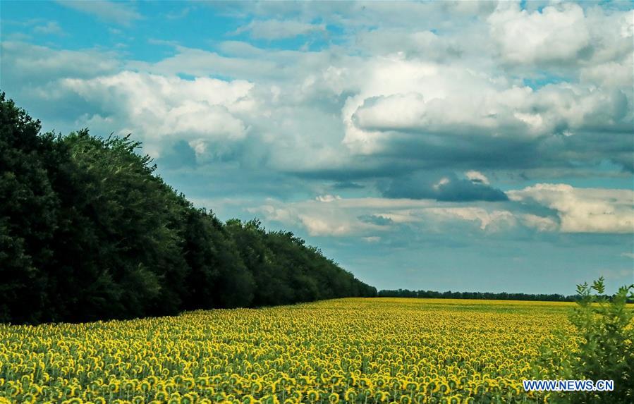 UKRAINE-ODESSA-SUNFLOWERS
