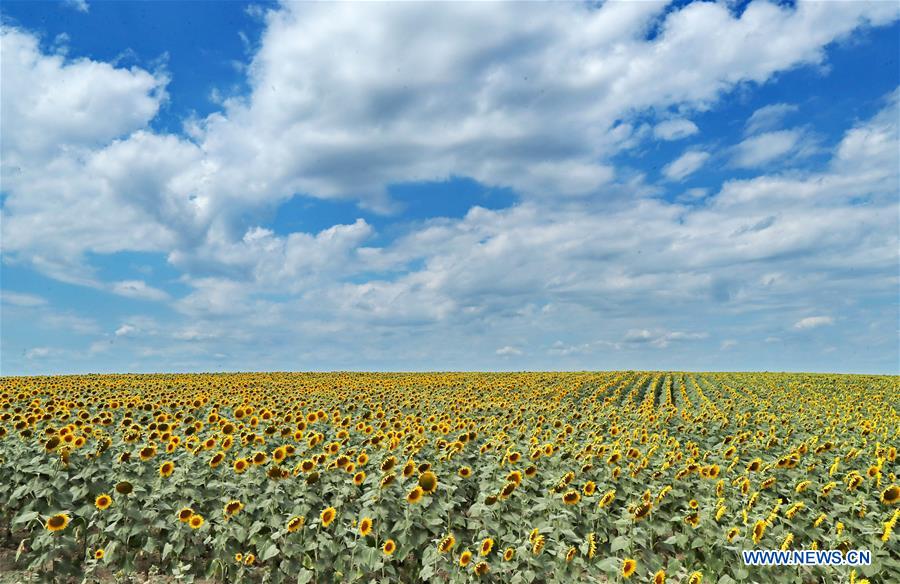 UKRAINE-ODESSA-SUNFLOWERS