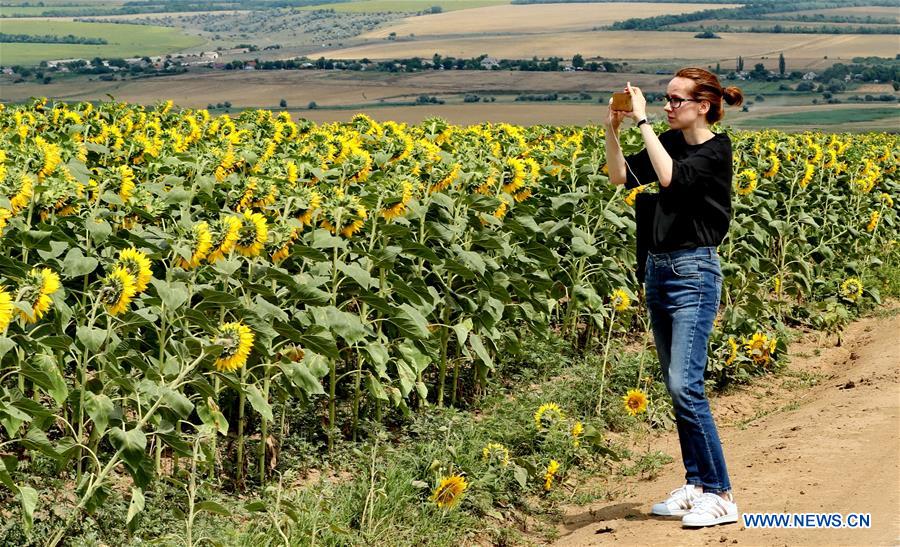 UKRAINE-ODESSA-SUNFLOWERS